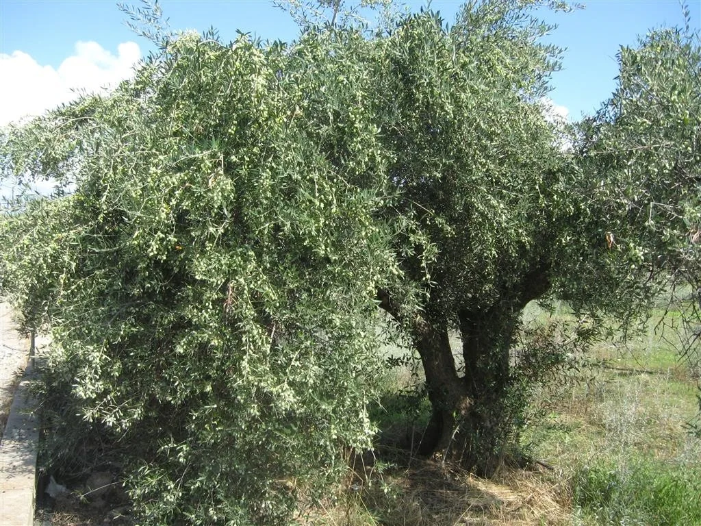 Sisi crete 202